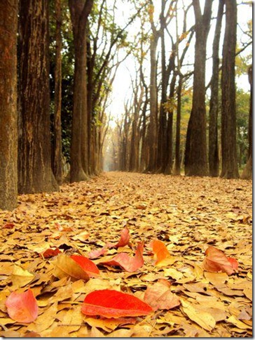 485147_293064144107718_294525107_n